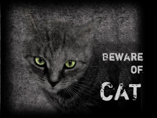 Beware Of Cat Doormats Welcome Mats Zazzle Co Uk