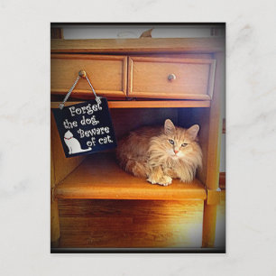 beware of cat postcard