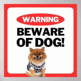 Beware Of Dog Pomeranian Poster