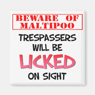 Beware of Licking Maltipoo (White) Magnet