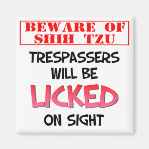 Beware of Shih Tzu (White) 2 Inch Square Magnet