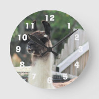 Beware the llama!