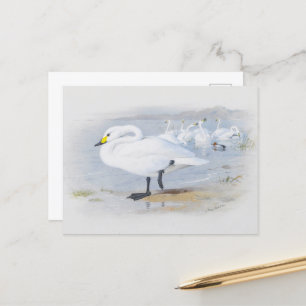 Bewick's swan, Birds illustration Postcard
