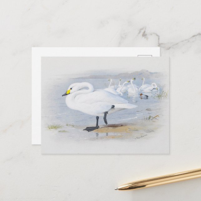  Bewick's swan, Birds illustration Postcard (Front/Back In Situ)