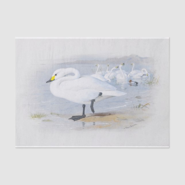  Bewick's swan, Birds illustration Tissue Paper (Front)