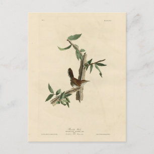 Bewick's Wren from Audubon's Birds of America Postcard