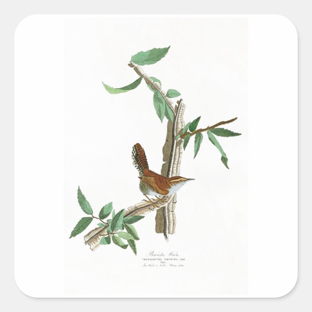 Bewick's Wren John James Audubon Birds of America Square Sticker (Front)