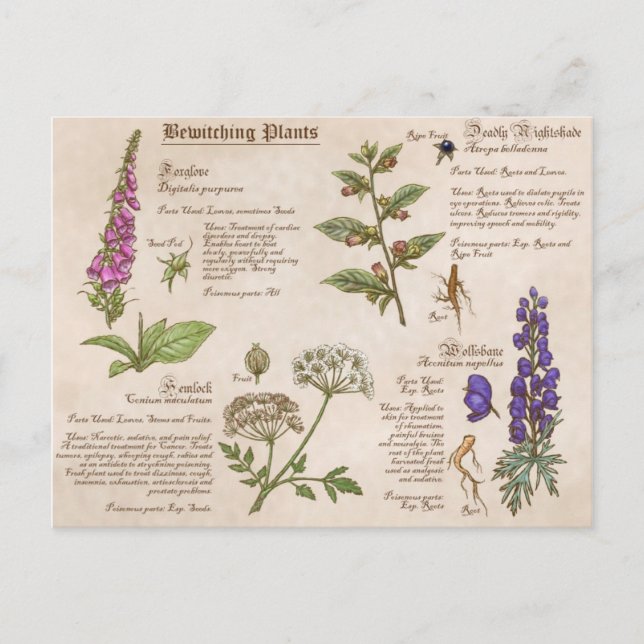 Bewitching Plants Feild Guide Postcard (Front)