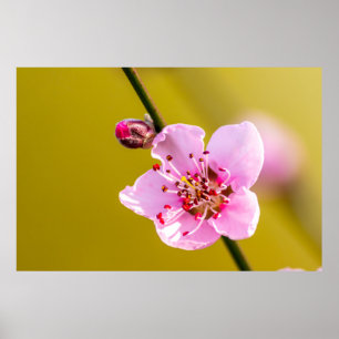 Bezaubernde Blumen für die Wand Poster