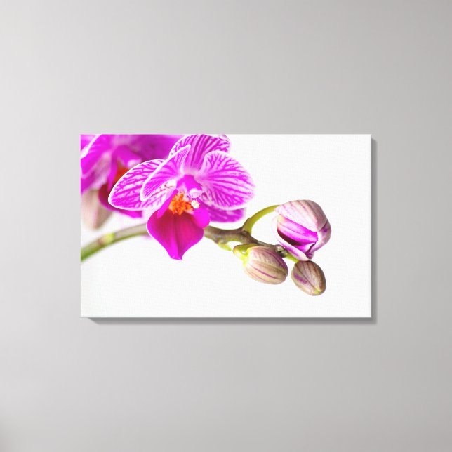 Bezaubernde Orchidee - Glücksgefühle frei Haus! Canvas Print (Front)