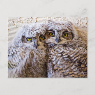 BFF - Best Friends Forever Postcard