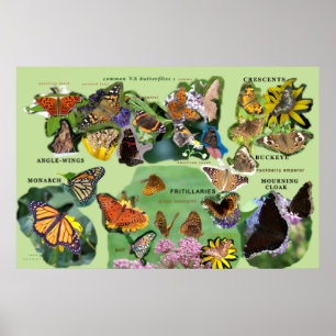 bfly_id_1 poster
