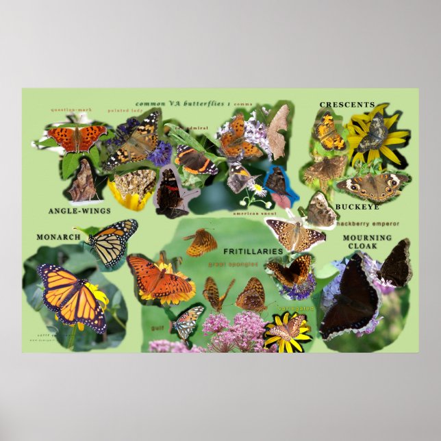 bfly_id_1 poster (Front)