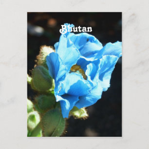 Bhutan Blue Poppy Postcard