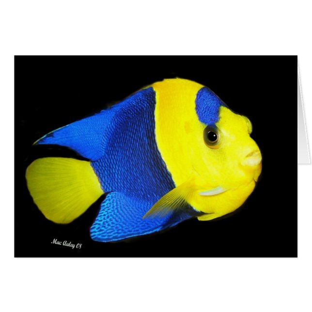 Bi-Colour Angel fish (Front Horizontal)