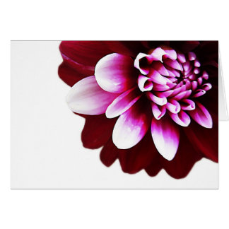 Bi-colour Dahlia Blank Greeting Card