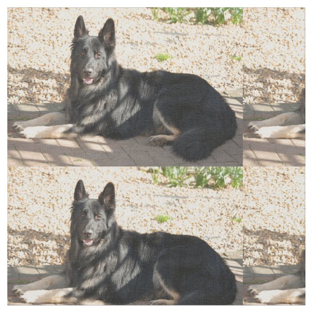 bi coloured german shepherd laying fabric (Close Up)