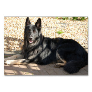bi coloured german shepherd laying table number