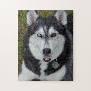 Bi-Eyed Siberian Huskie Jigsaw Puzzle