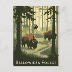 Bialowieza Forest Poland vintage Postcard