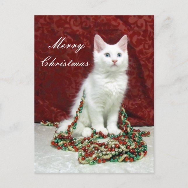 Bianca's Christmas Postcard - Cat / Kitten (Front)
