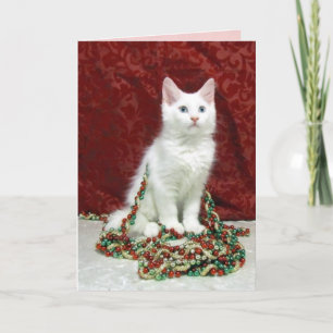 Bianca's Maine Coon Cat Christmas Card