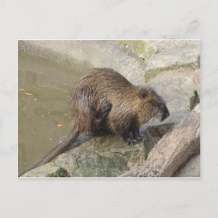 Biber Postcard