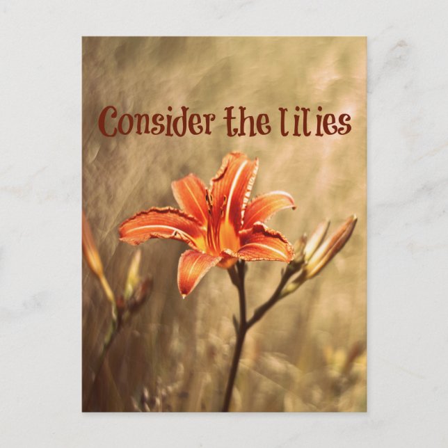 Bible Verse: Consider the Lilies Postcard (Front)