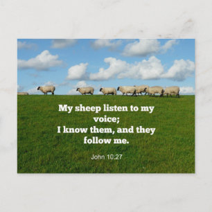 Bible verse, John 10:27, My sheep... Postcard