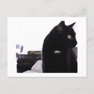 Bibles and Black Cat Postcard Print by JH Thornton