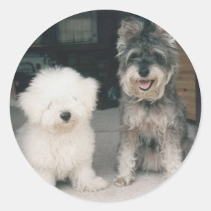 Bichon and Schnauzer Product Range Classic Round Sticker