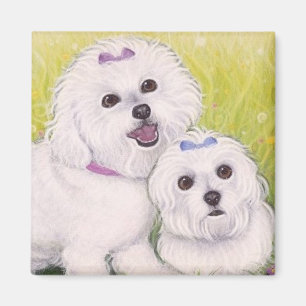 Bichon Babies Magnet