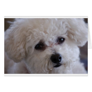 Bichon close up