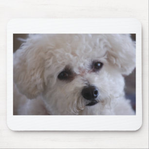 Bichon close up mouse mat