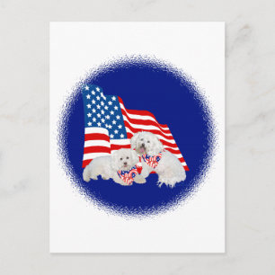 Bichon Frise American Flag Postcard