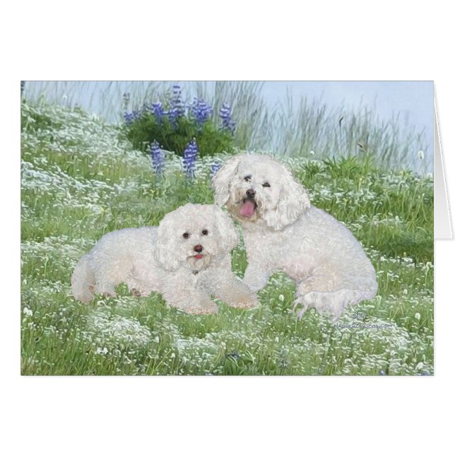Bichon Frise Bluebonnets (Front Horizontal)