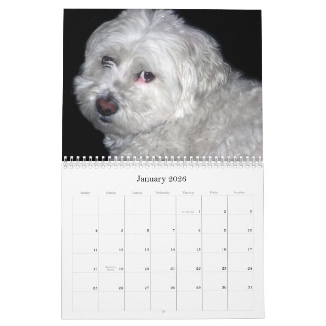 Bichon Frisé Calendar (Jan 2026)