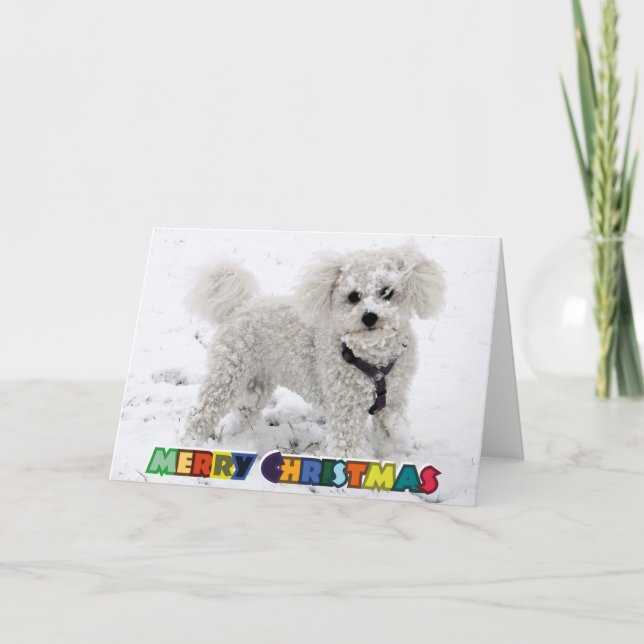 Bichon Frise Christmas Card (Front)