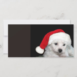 Bichon Frise Christmas Holiday Card