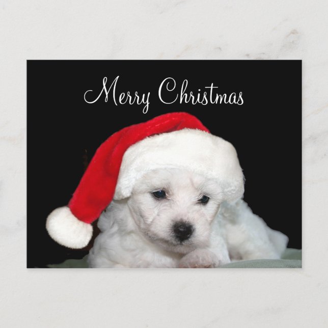 Bichon Frise Christmas Holiday Postcard (Front)