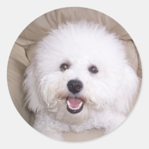 Bichon Frise Classic Round Sticker