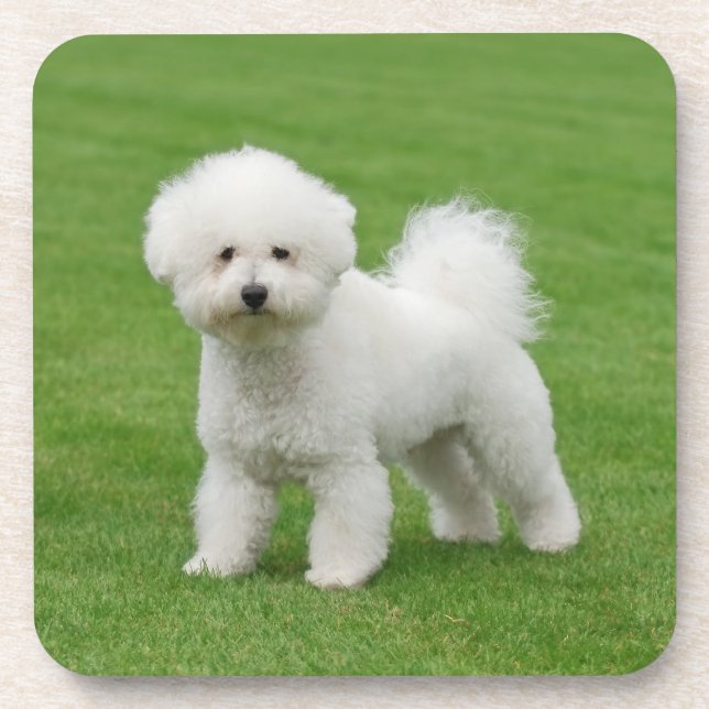 Bichon Frise Coaster (Front)