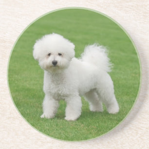 Bichon Frise Coaster