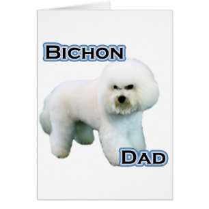 Bichon Frise Dad 4