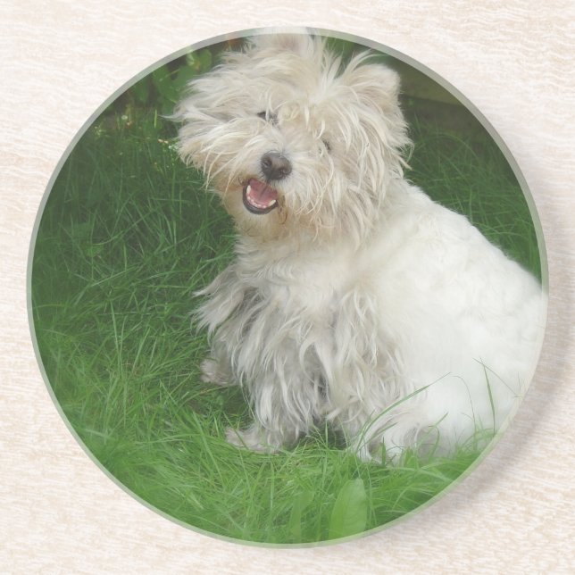Bichon Frise Dog Coasters (Front)