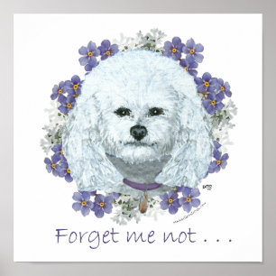 Bichon Frise - Forget Me Nots Poster