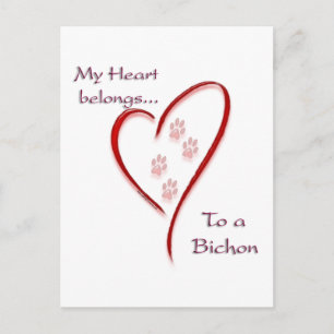 Bichon Frise Heart Belongs Postcard
