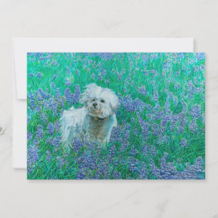 Bichon Frise in Bluebonnets Thank You Card