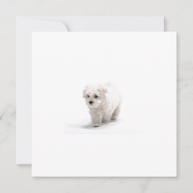 Bichon Frise Invitation (Front)