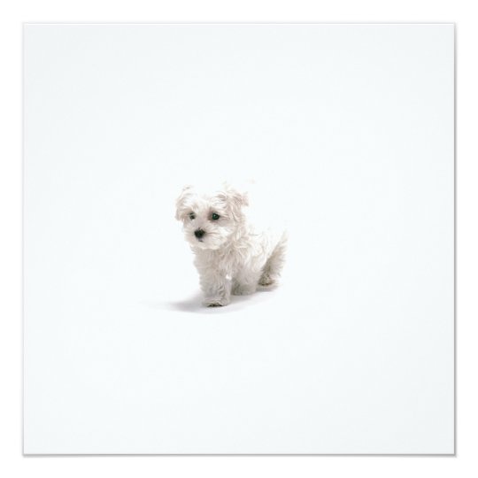 Bichon Frise Invitation